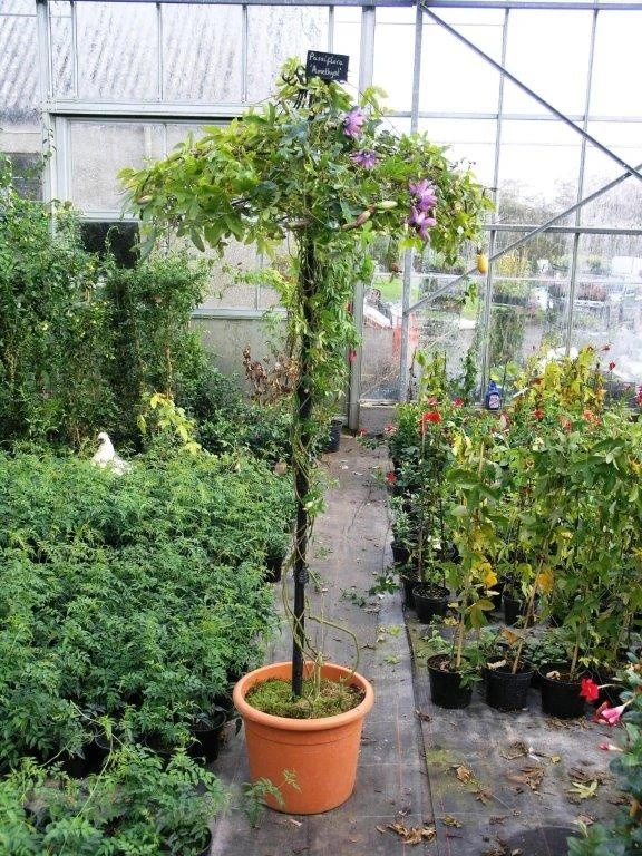 Poppy Forge Single Stem Tuteur - Image 2